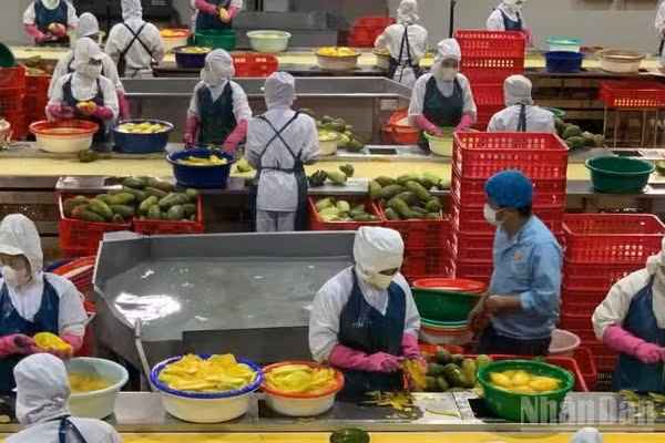Sáu tháng đầu năm 2026, sản xuất nông nghiệp tiếp tục duy trì đà tăng trưởng ổn định. 
