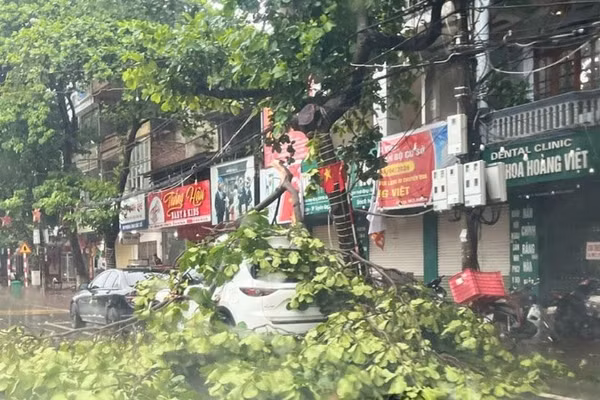 Mưa bão làm đổ gãy cây cối trên địa bàn phường Minh Xuân. (Ảnh: Báo Tuyên Quang online)