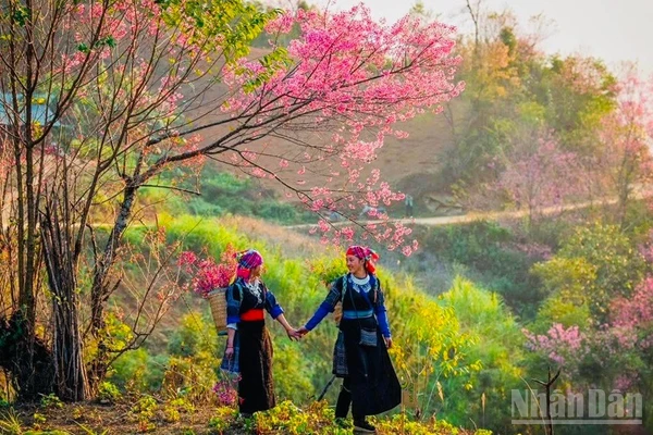 Nét đẹp hoa Tớ dày tại Mù Cang Chải. (Ảnh: THANH SƠN)