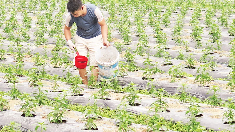 Người dân ở thôn Hợp Nhất, Nhân Lý, Chi Lăng (Lạng Sơn) chăm sóc cây ớt vụ xuân. 