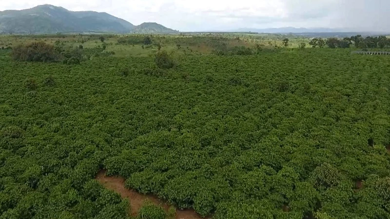 [Video] Thị trường hàng hóa nguyên liệu thế giới đang lấy lại cân bằng
