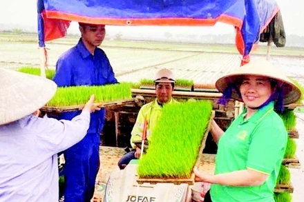 Gieo trồng lúa xuân bằng máy tại xã Phú Xuyên.