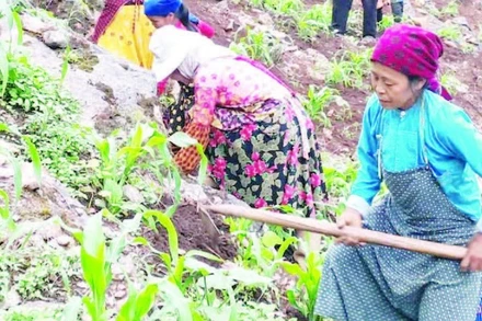 Người dân trên Cao nguyên đá Đồng Văn làm đất để trồng ngô chính vụ.