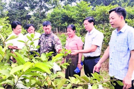 Lãnh đạo xã Hải Lựu, tỉnh Phú Thọ tham quan mô hình trồng ổi tại thôn Hòa Bình.