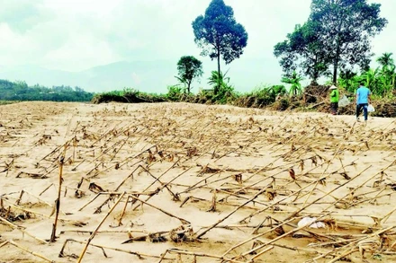 Người dân trồng trọt ở dọc sông Vu Gia bị thiệt hại nặng sau đợt mưa lũ lớn do cơn bão số 12.