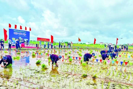 Hội thi cấy tại Lễ hội xuống đồng Hà Nam năm 2025.