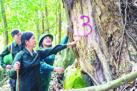 Du khách chiêm ngưỡng những cây nghiến khổng lồ trong Khu bảo tồn loài và sinh cảnh Nam Xuân Lạc.