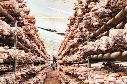 Cơ sở sản xuất nấm Trúc Mai, phường Thục Phán vay vốn Ngân hàng Chính sách xã hội phát triển sản xuất hiệu quả.