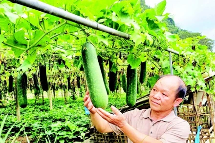 Vườn bí xanh của ông Phùng Văn Chì, xóm Quốc Tuấn, xã Quảng Uyên, tỉnh Cao Bằng cho hiệu quả kinh tế cao.