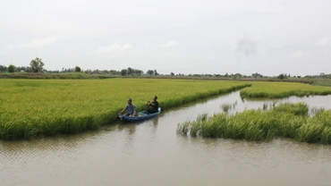 Trồng lúa tại tỉnh Bến Tre.