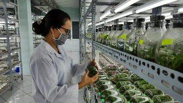Nguồn nhân lực trình độ đại học trong lĩnh vực nông nghiệp đang trong tình trạng thiếu hụt. 
