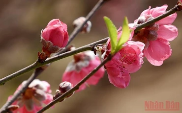 Hoa đào Nhật Tân. (Ảnh minh họa: Trần Hải)