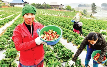 Xã viên Hợp tác xã Dâu tây Xuân Quế, xã Cò Nòi, huyện Mai Sơn, tỉnh Sơn La thu hoạch dâu tây. (Ảnh ÐĂNG KHOA)