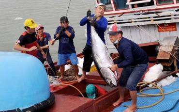 Ngư dân TP Tuy Hòa (Phú Yên) chuyển cá ngừ đại dương lên bờ sau một chuyến biển. (Ảnh: ANH NGỌC)