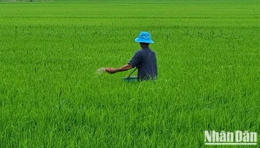 Nông dân Hậu Giang bón phân, chăm sóc lúa. (Ảnh: PHÙNG DŨNG)