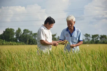 Cánh đồng lúa áp dụng bộ tiêu chuẩn SRP tại xã Bình Thành, huyện Lấp Vò, tỉnh Đồng Tháp chuẩn bị bước vào đợt thu hoạch. (Ảnh: HỮU NGHĨA)