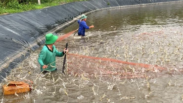 Nông dân thu hoạch tôm ở tỉnh Bến Tre.