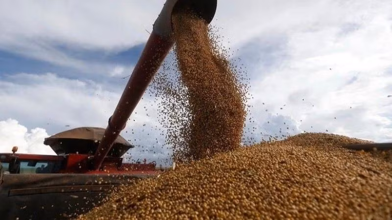 Thu hoạch đậu tương tại trang trại ở Formosa, Goias, Brazil. (Ảnh: THX/TTXVN)