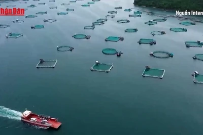 [Video] Siết chặt quản lý chất lượng nông lâm thủy sản xuất khẩu sang EU