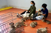Nhân viên Vườn quốc gia Pù Mát (Nghệ An) chăm sóc hổ bị thu giữ tại các vụ vi phạm. (Ảnh: SVW)