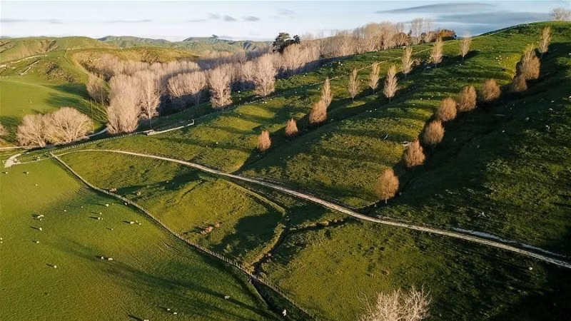 Ảnh chụp từ trên không vào ngày 21/9/2019 cho thấy đàn cừu đang gặm cỏ ở vùng nông thôn tại Wellington, New Zealand. (Ảnh: Tân Hoa Xã)