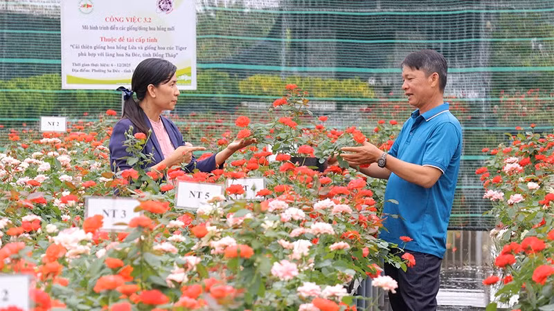 Nhiều giống hoa hồng mới được lai tạo từ hoa hồng lửa của Làng hoa Sa Đéc được Viện Cây ăn quả miền nam giới thiệu tại hội thảo “Giới thiệu giống hoa hồng mới và quy trình kỹ thuật”.