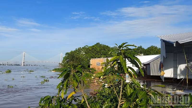 Vụ sạt lở tại khóm Tân Tịch, phường Cao Lãnh gây thiệt hại tài sản, cây ăn trái của người dân.