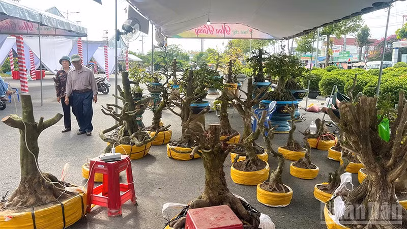 Nhiều loại cây kiểng được trưng bày, bán tại Festival Hoa-Kiểng Sa Đéc.