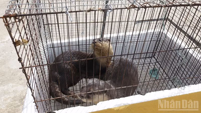 Hai cá thể rái cá do anh Lưu Minh Nhựt giao nộp.