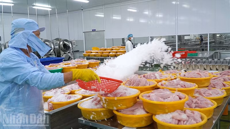 Chế biến cá tra xuất khẩu tại một doanh nghiệp thuộc phường Sa Đéc, tỉnh Đồng Tháp. (Ảnh: HỮU NGHĨA)