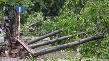 Hàng loạt cây xanh ở nhiều tuyến phố bị gió quật đổ. 