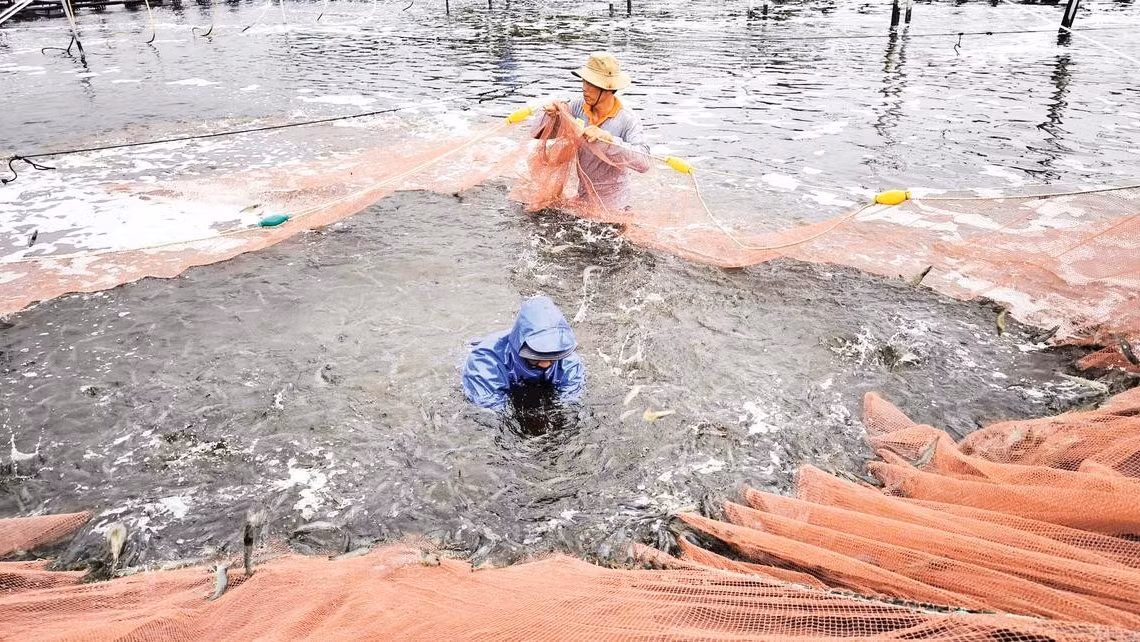 Nông dân xã Thạnh Hải (tỉnh Vĩnh Long) phát triển mô hình nuôi tôm ứng dụng công nghệ cao.