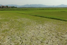 Ảnh chụp tháng 6/2019: Nhiều diện tích lúa vụ hè thu bị thiếu nước trầm trọng tại tỉnh Quảng Bình (cũ). (Ảnh: Đức Thọ - TTXVN)
