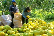Nhãn hiệu chứng nhận “Bưởi Tuyên Hóa” tạm thời được giao cho Sở Khoa học và Công nghệ Quảng Bình quản lý khi bỏ cấp huyện.