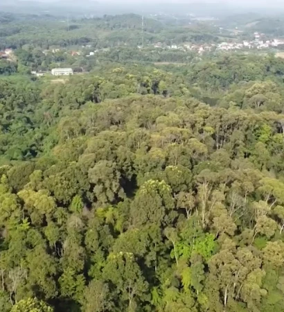 [Video] Rừng gỗ lớn – hướng đi bền vững của lâm nghiệp