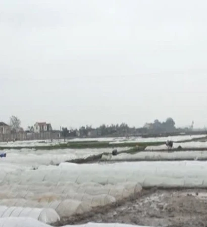 [Video] Chủ động ứng phó mưa lớn và rét đậm 