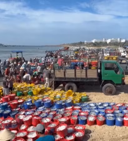 [Video] Ngư dân Lâm Đồng trúng đậm cá cơm