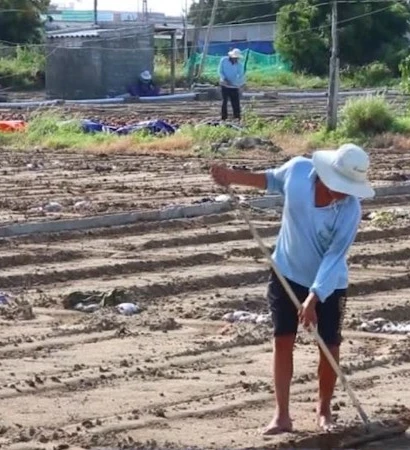 [Video] Khánh Hòa tái thiết sản xuất nông nghiệp phục vụ dịp Tết 