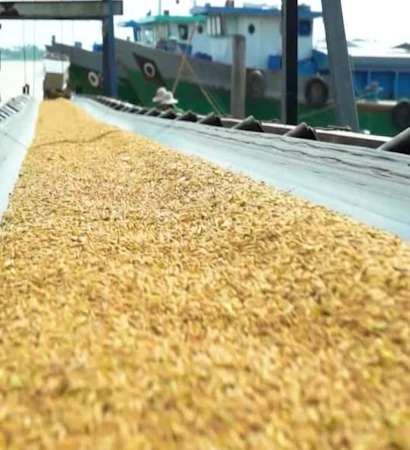 [Video] Gạo chất lượng cao, phát thải thấp – Trụ cột chiến lược năm 2026