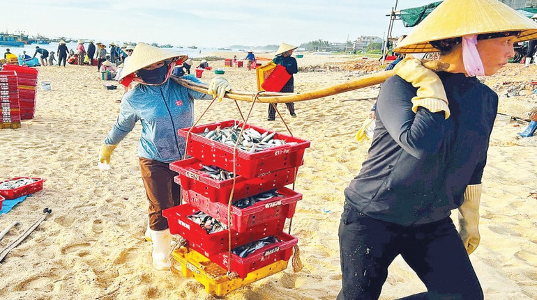 Gánh cá trĩu nặng mồ hôi của người đi biển. 09.png
