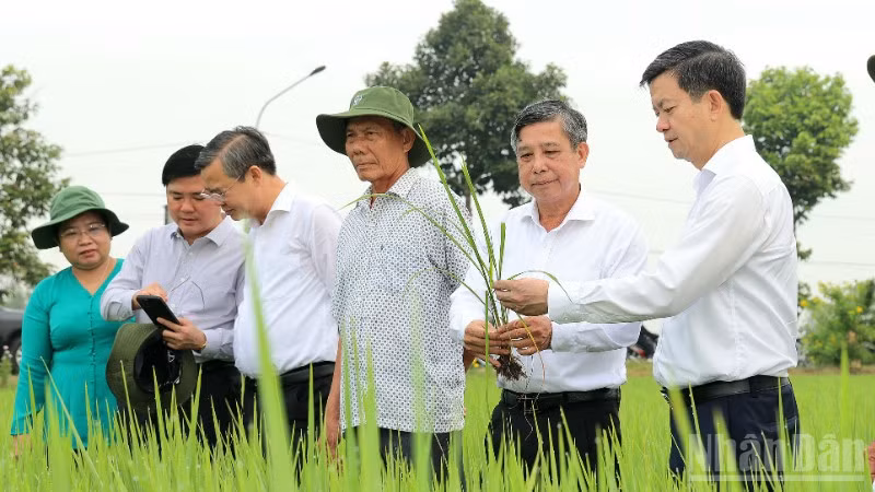 Lãnh đạo thành phố Cần Thơ thăm đồng đầu Xuân Bính Ngọ 2026.