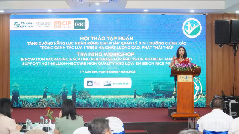 Tăng cường năng lực áp dụng và nhân rộng quản lý dinh dưỡng chính xác cho canh tác lúa 1 triệu ha chất lượng cao Quang cảnh hội thảo.