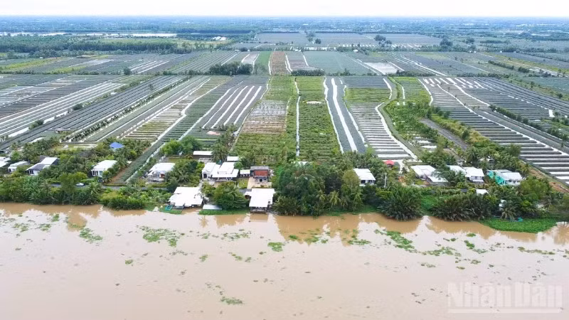 Nhiều ngôi nhà khang trang bên cánh đồng khóm Cầu Đúc ở xã Hỏa Lựu nhìn từ trên cao.