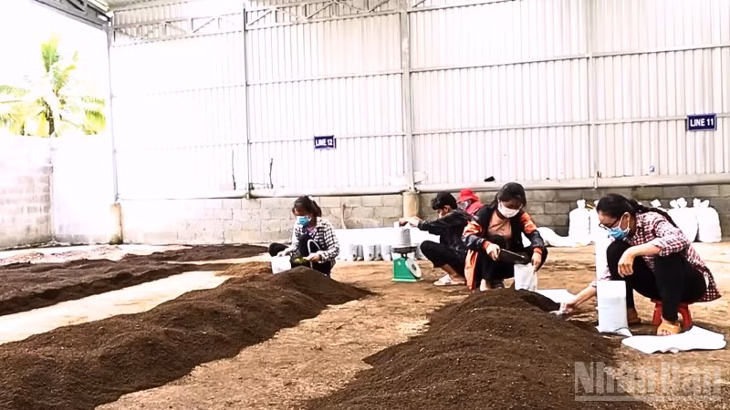 Tận dụng phế, phụ phẩm nông nghiệp để sản xuất phân hữu cơ bón cho cây trồng.