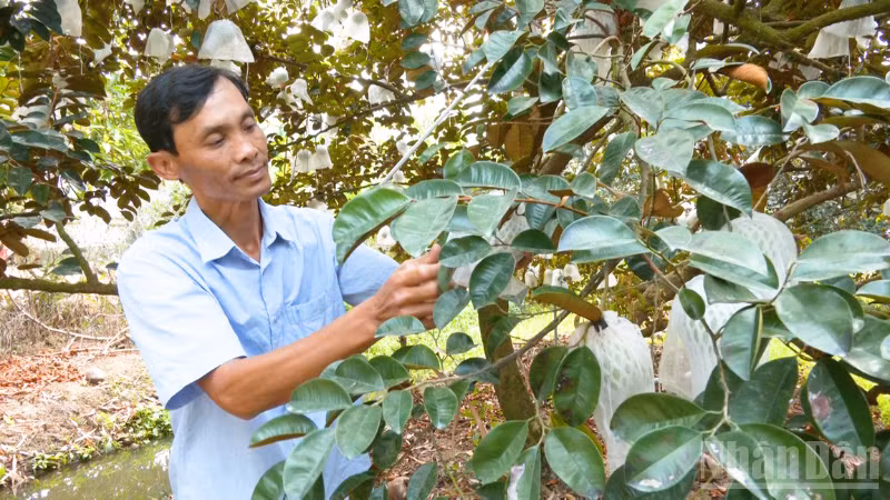 Nông dân kiểm tra vườn vú sữa được cấp mã số vùng trồng.