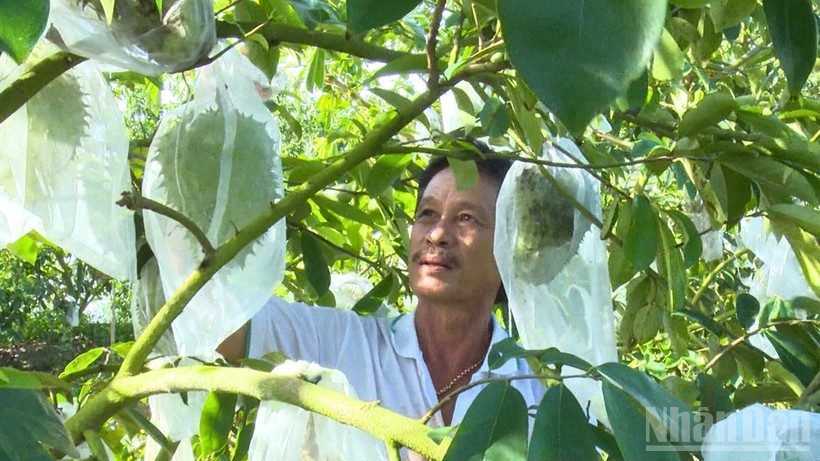 Ông Ngô Văn Nhiều, thành viên Hợp tác xã Mãng cầu xiêm Hòa Mỹ, thành phố Cần Thơ chăm sóc vườn mãng cầu xiêm.