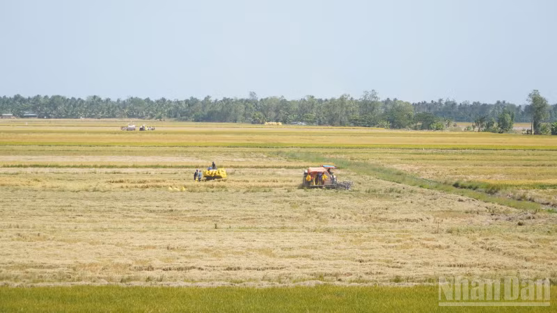 Tại thành phố Cần Thơ đang bước vào vụ thu hoạch lúa đông xuân 2025-2026.