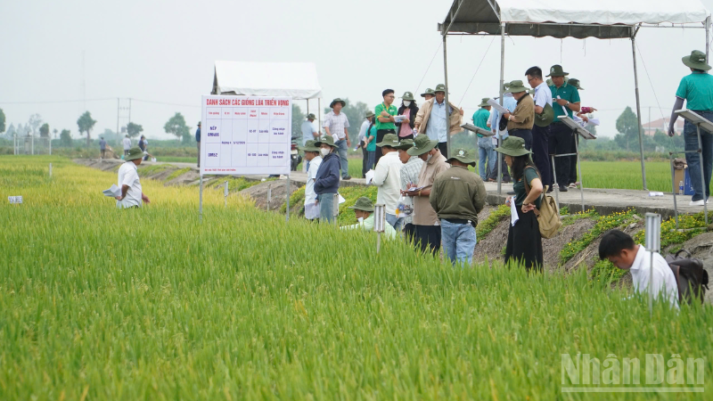 Nông dân phấn khởi tham quan ruộng trình diễn các giống lúa triển vọng vụ đông xuân 2025-2026 tại Viện Lúa Đồng bằng sông Cửu Long. 