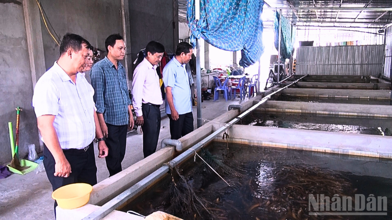 Nuôi lươn không bùn hiện đã được nhân rộng khắp các địa bàn của thành phố Cần Thơ.