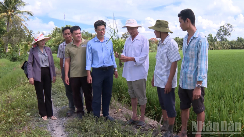 Tổ khuyến nông cộng đồng tư vấn kỹ thuật sản xuất lúa cho nông dân.